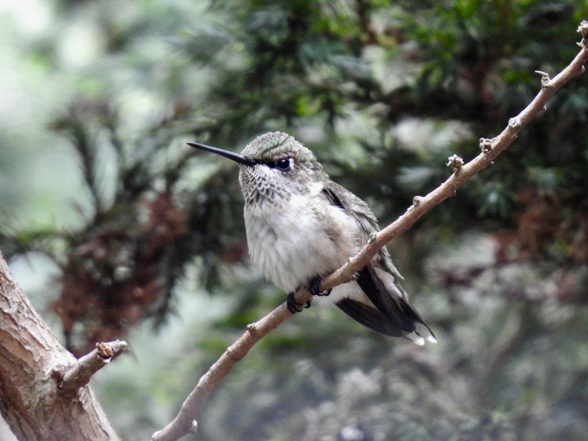 Ruby-throated Hummingbird - ML178169121