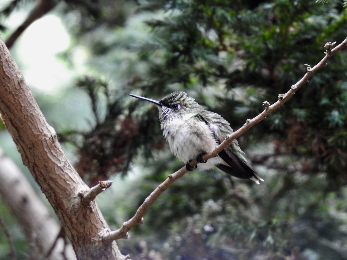 Ruby-throated Hummingbird - Andrew Eppedio