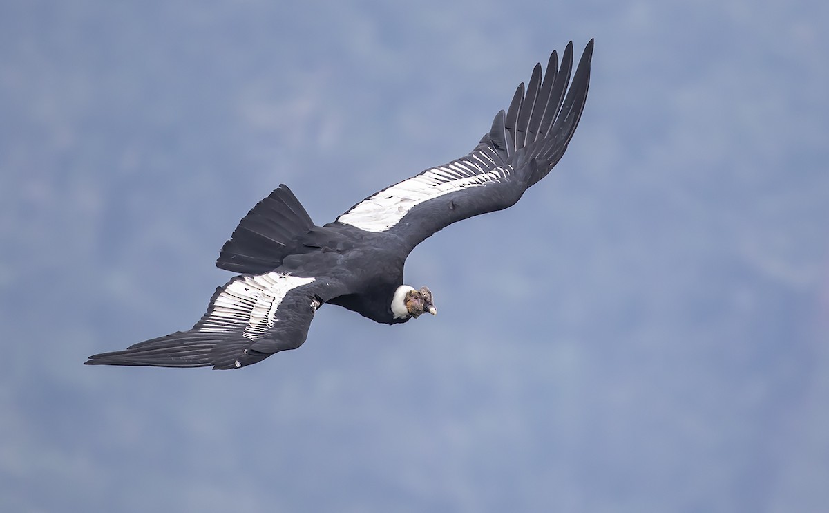 en-busca-del-c-ndor-de-los-andes-en-colombia-ebird-colombia