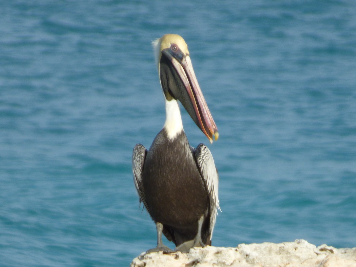 pelikán hnědý - ML178174451