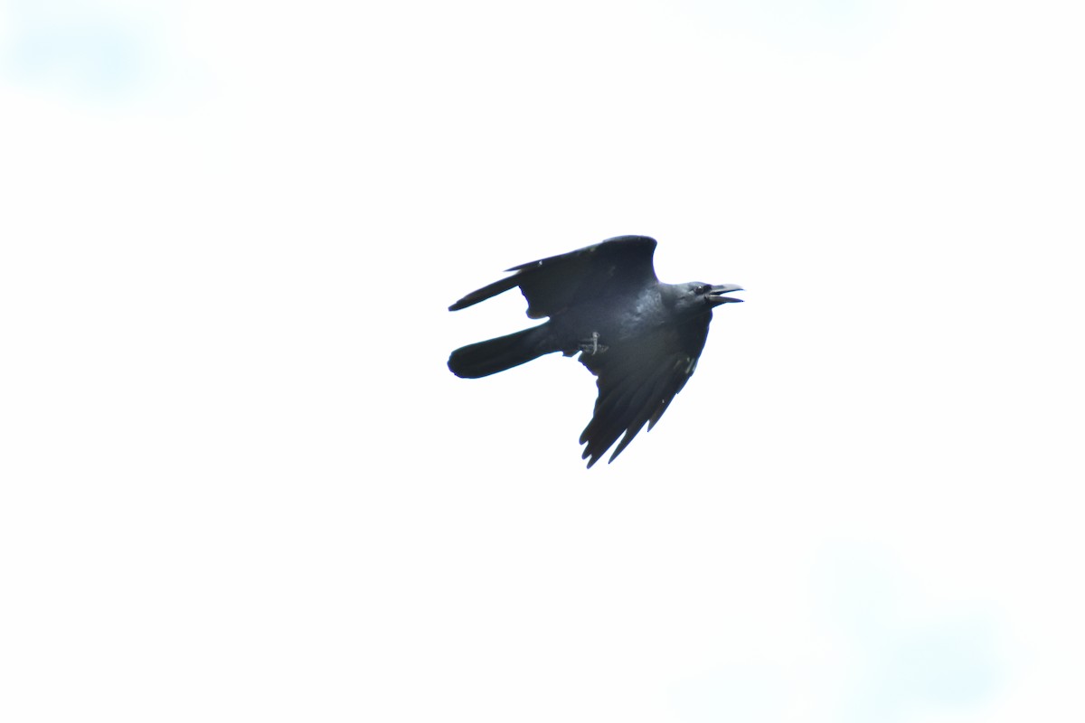 Large-billed Crow - ML178174751