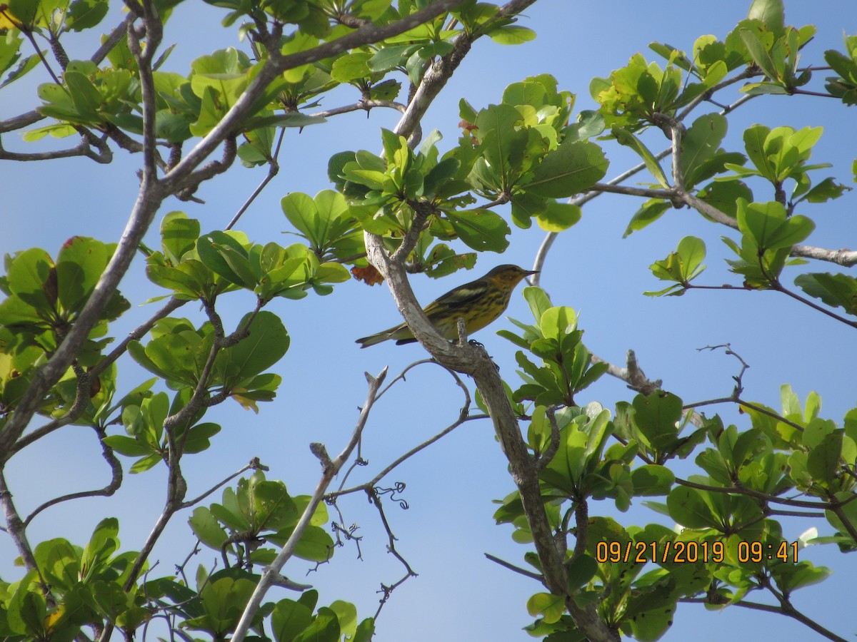 Cape May Warbler - ML178175721