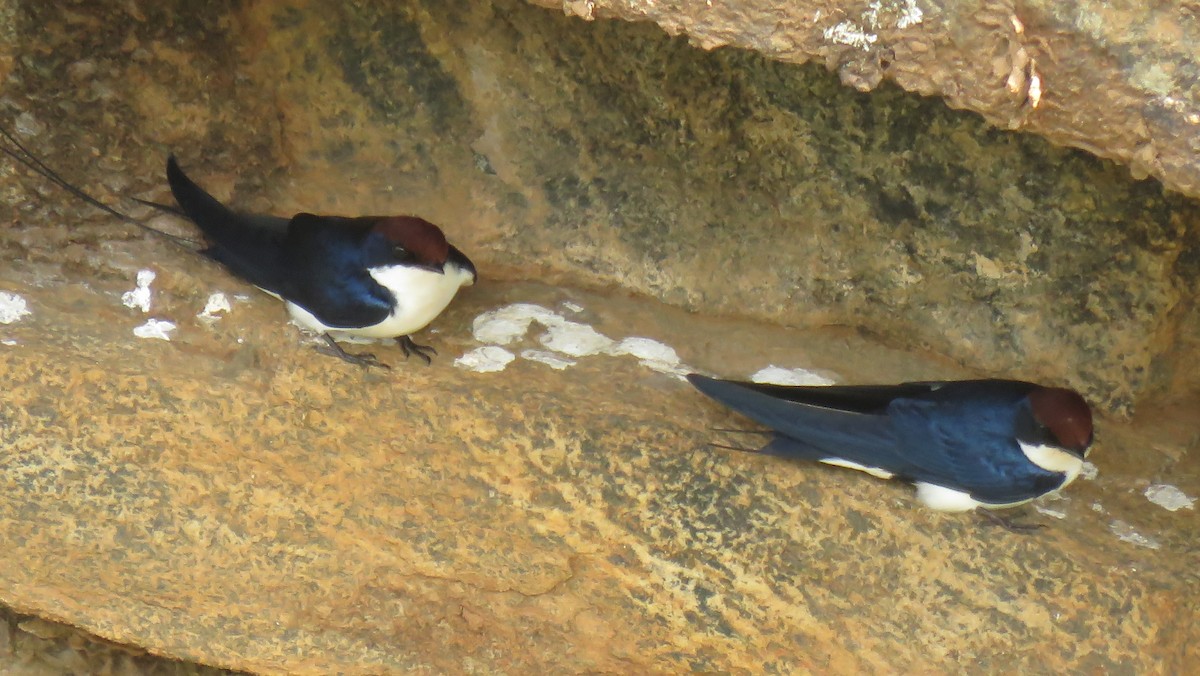 Wire-tailed Swallow - ML178177391