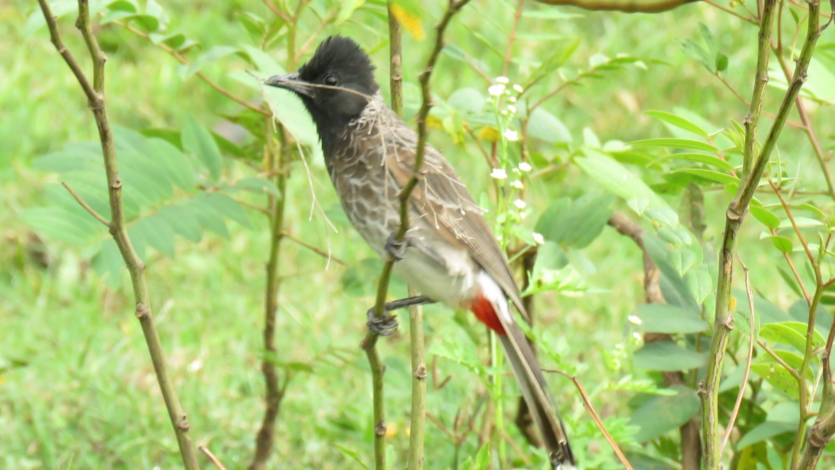 Red-vented Bulbul - ML178177541