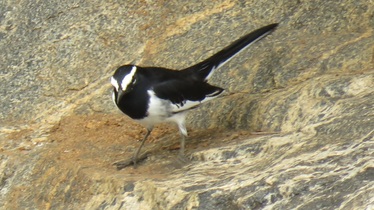 White-browed Wagtail - ML178177671