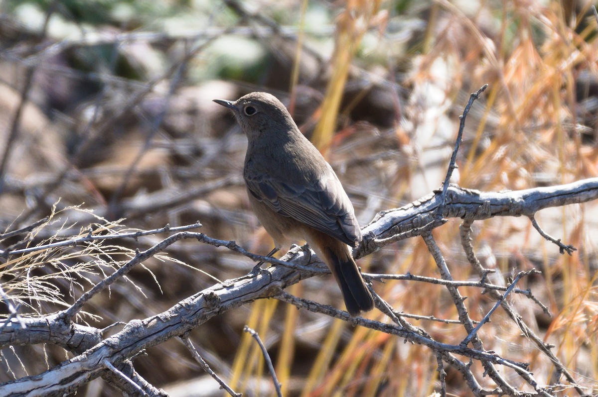 Sickle-winged Chat - ML178178831