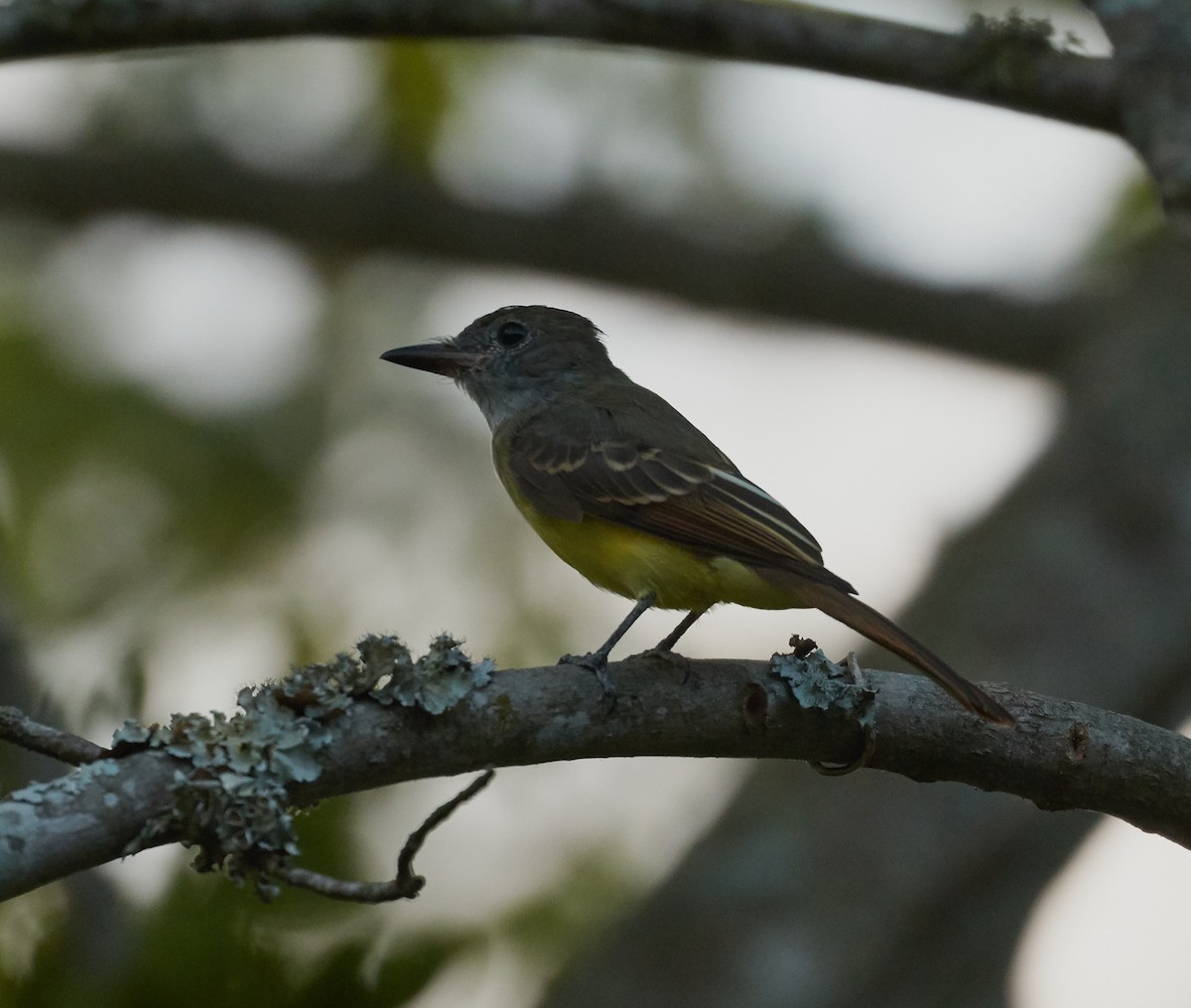 Great Crested Flycatcher - ML178181861