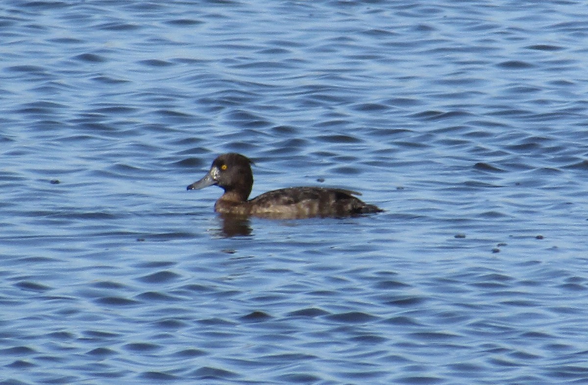Tufted Duck - ML178186831