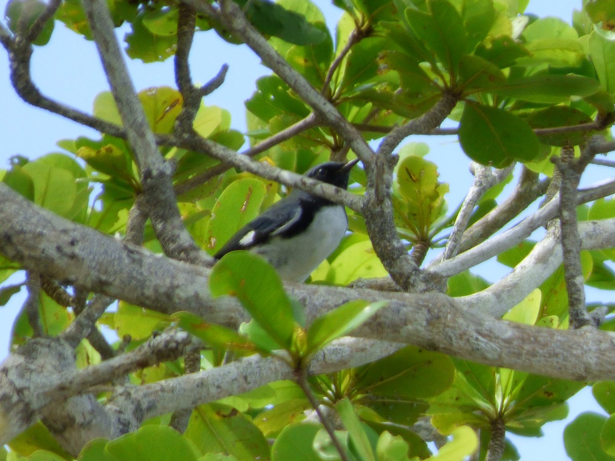 Black-throated Blue Warbler - Tarra Lindo
