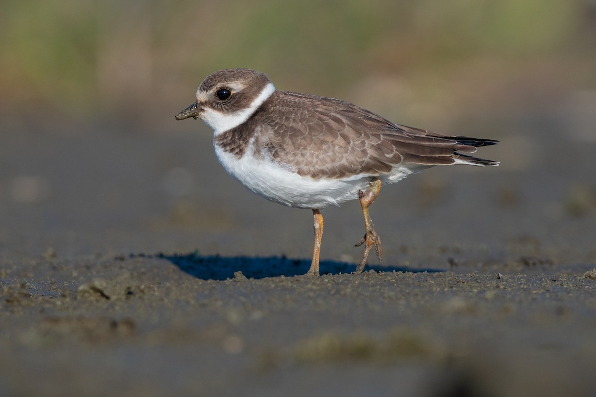 Semipalmated Plover - ML178187111
