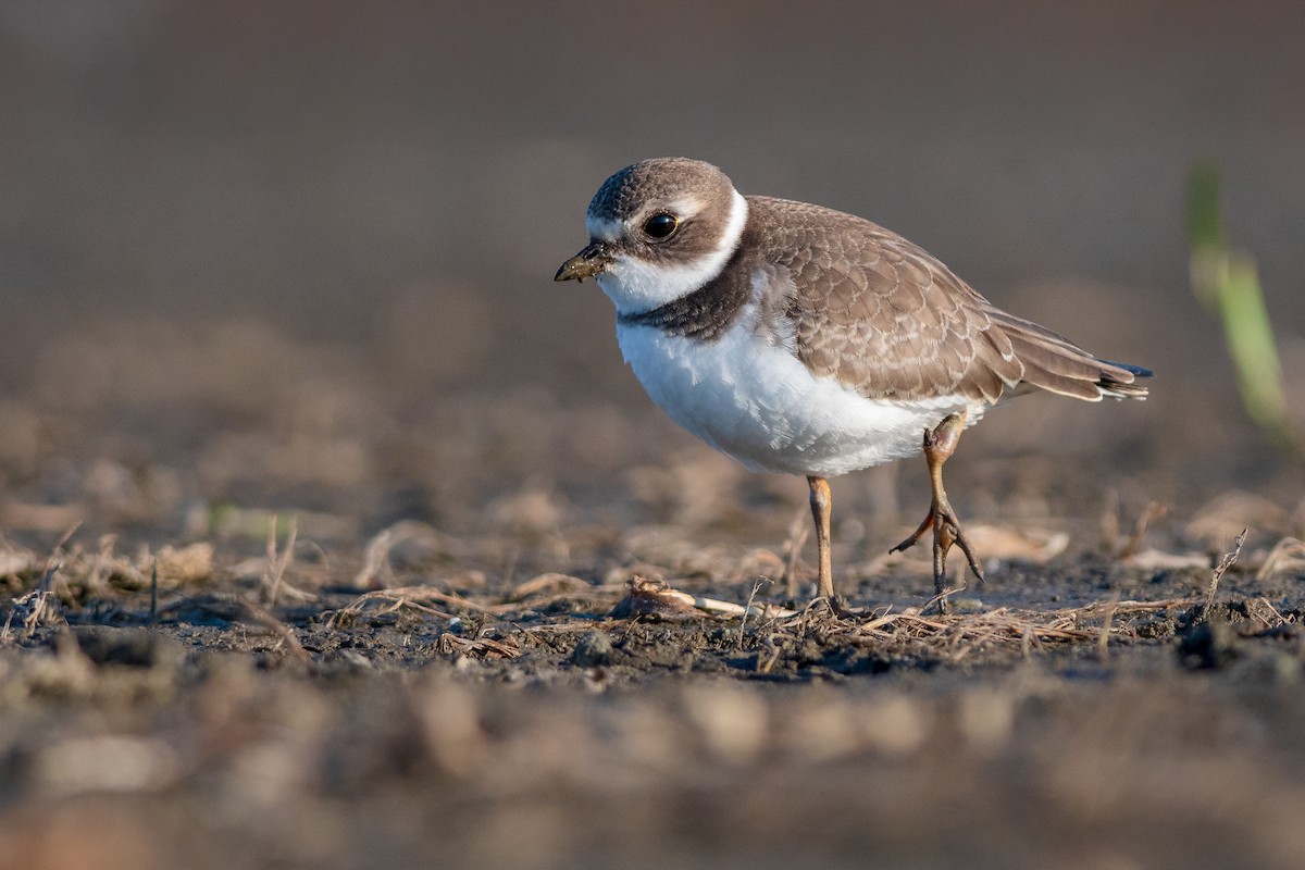 Semipalmated Plover - ML178187141