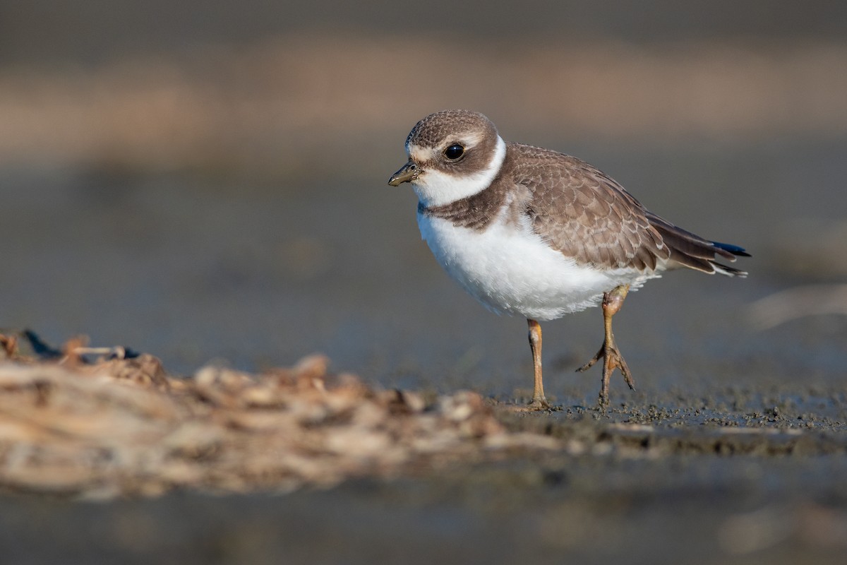 Semipalmated Plover - ML178187351