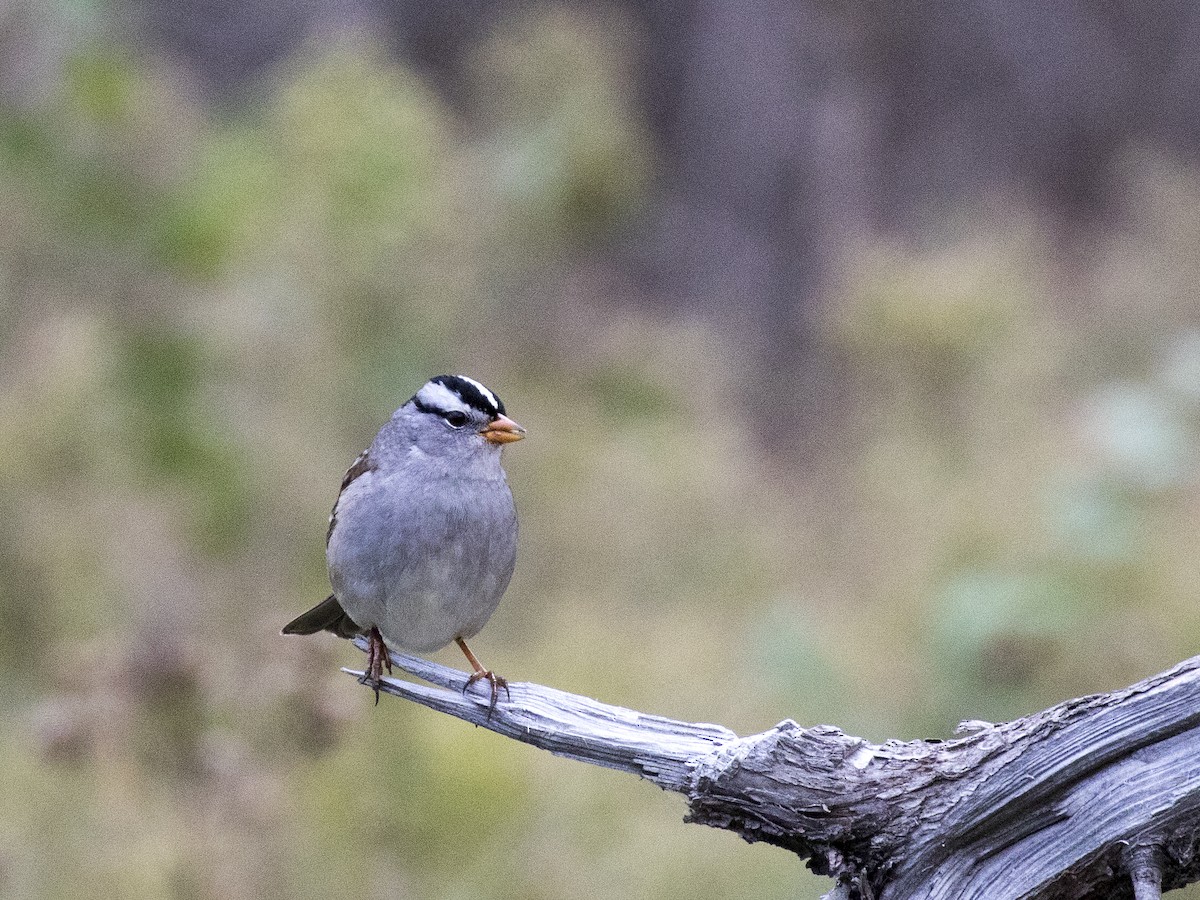 White-crowned Sparrow - ML178189781