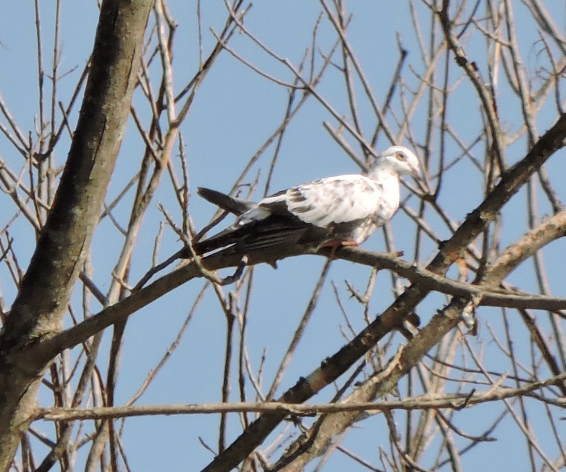Rock Pigeon (Feral Pigeon) - ML178189791
