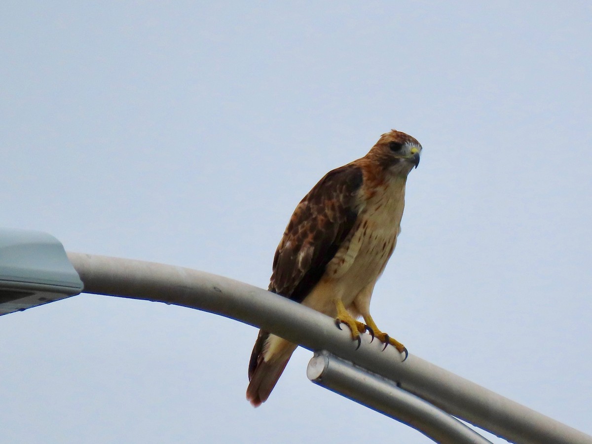 Red-tailed Hawk - ML178194301