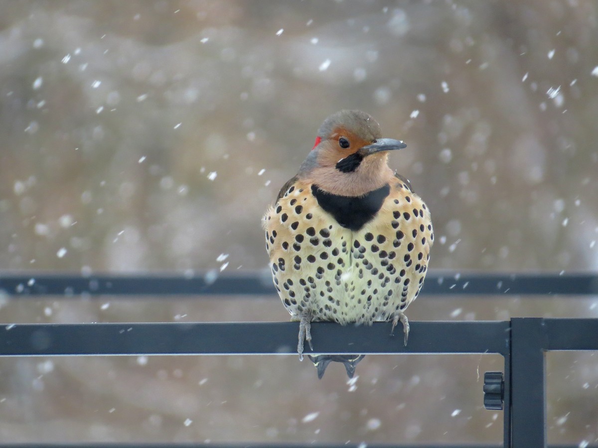 Northern Flicker (Yellow-shafted) - Reanna Thomas