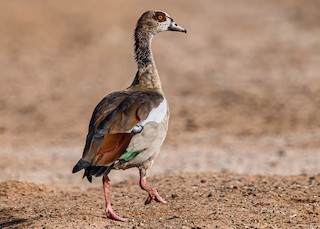 Egyptian Goose, ML178205441