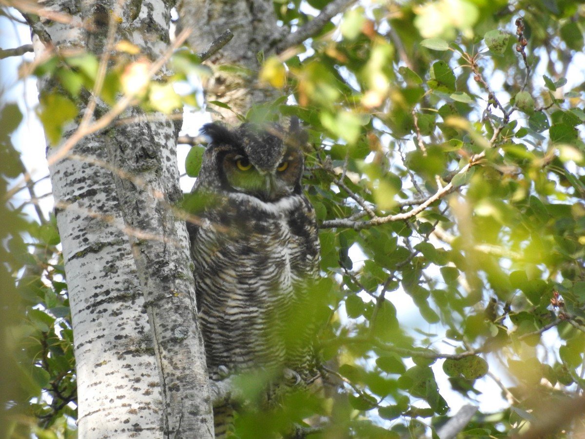 Great Horned Owl - ML178208641