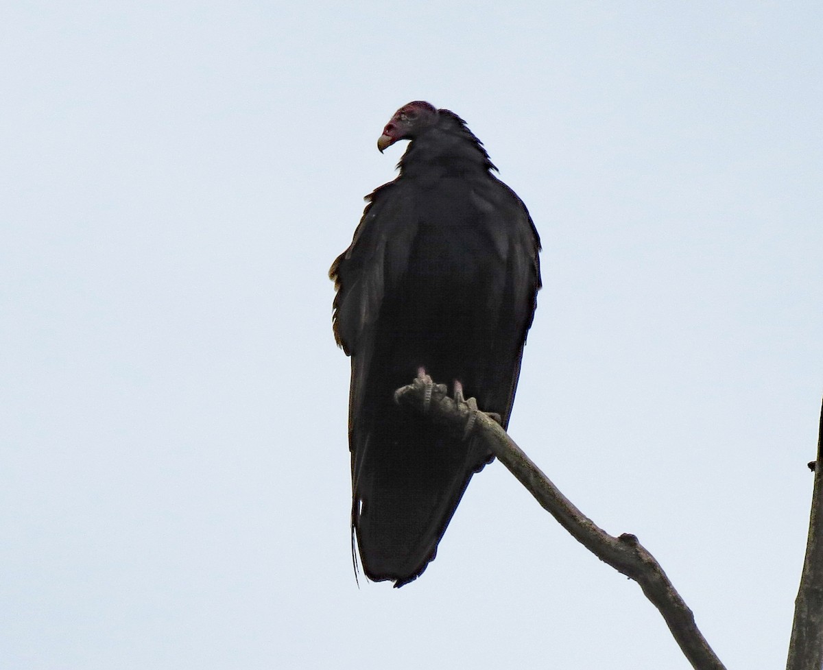 Turkey Vulture - Don Gorney
