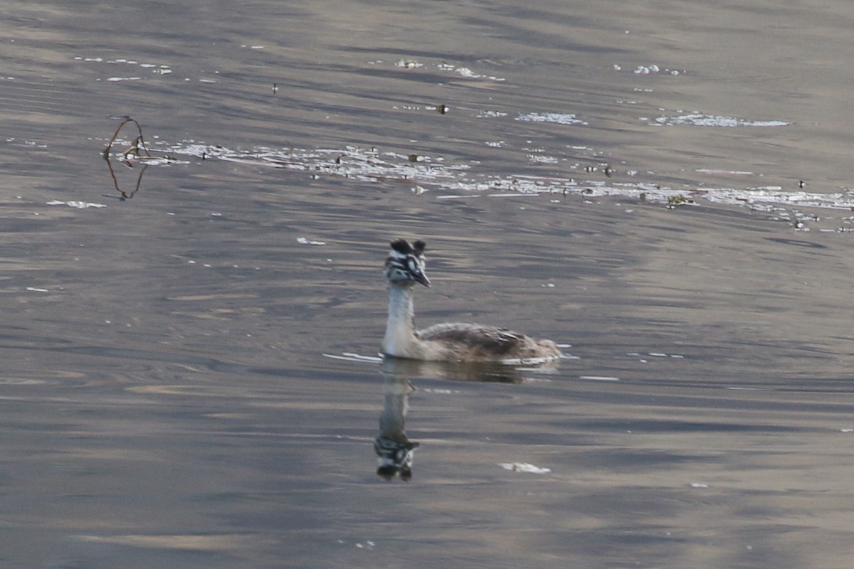 Great Crested Grebe - ML178213261