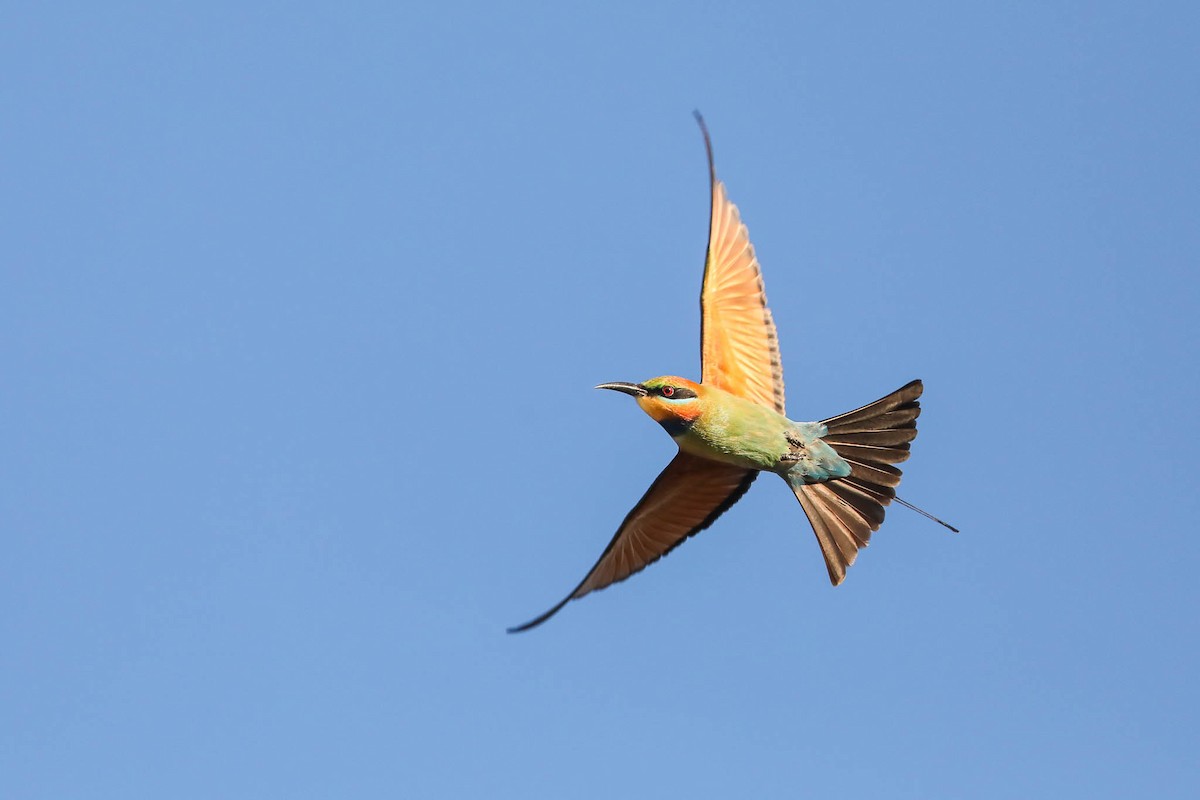 Rainbow Bee-eater - Ged Tranter