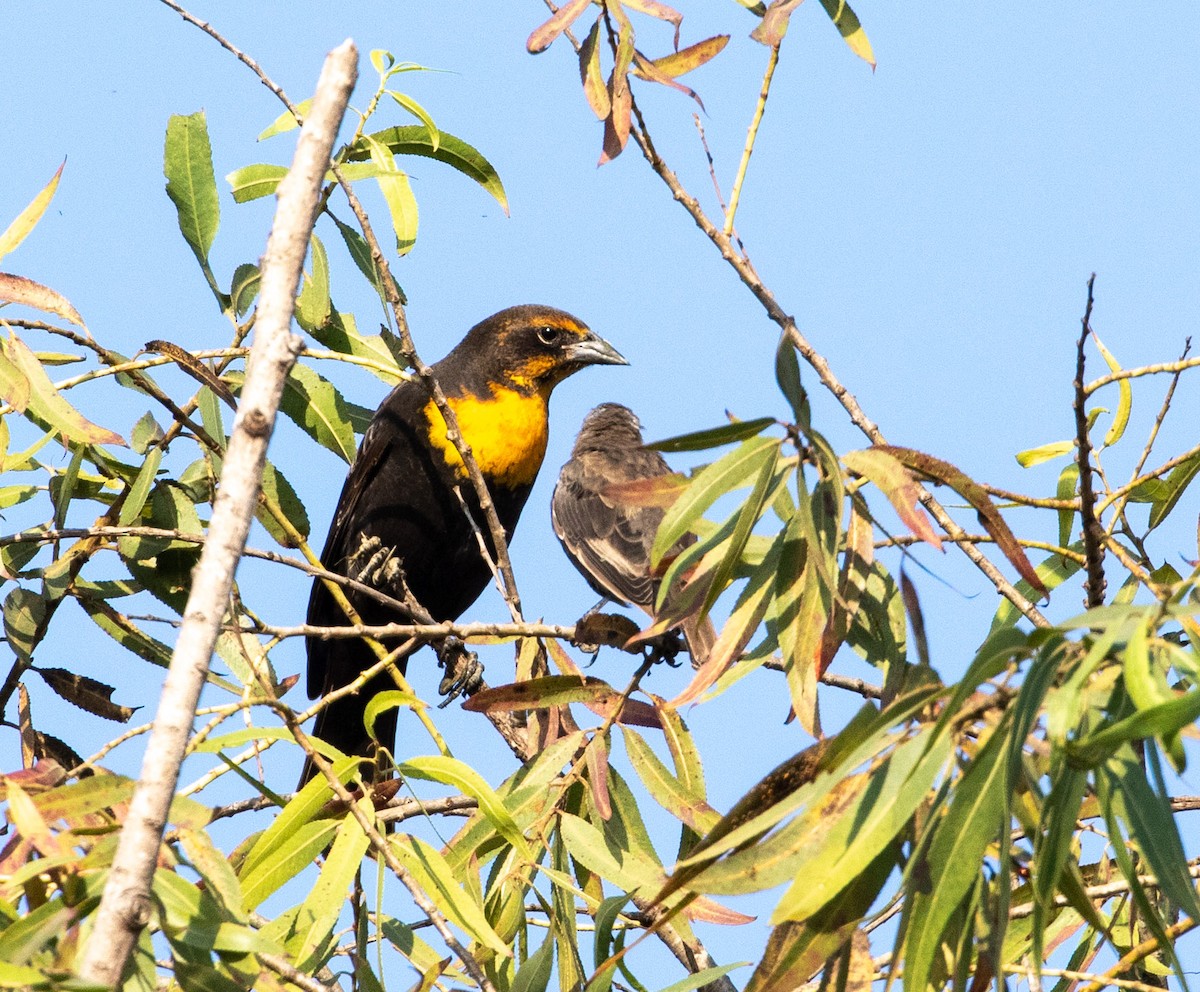 Yellow-headed Blackbird - Mel Senac