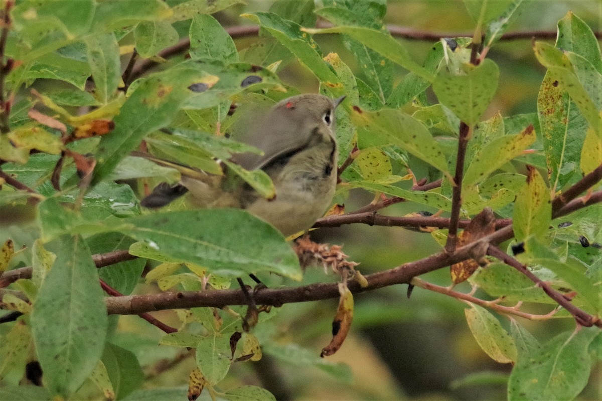 Ruby-crowned Kinglet - Don Manson