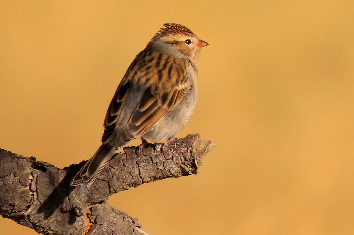 Chipping Sparrow - ML178218901
