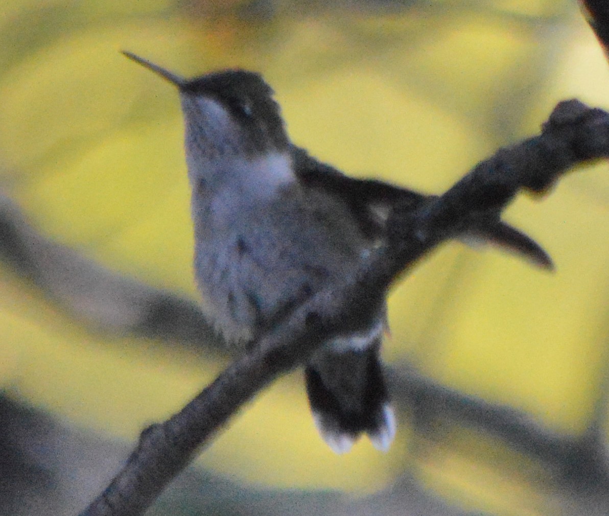 Ruby-throated Hummingbird - John Parker