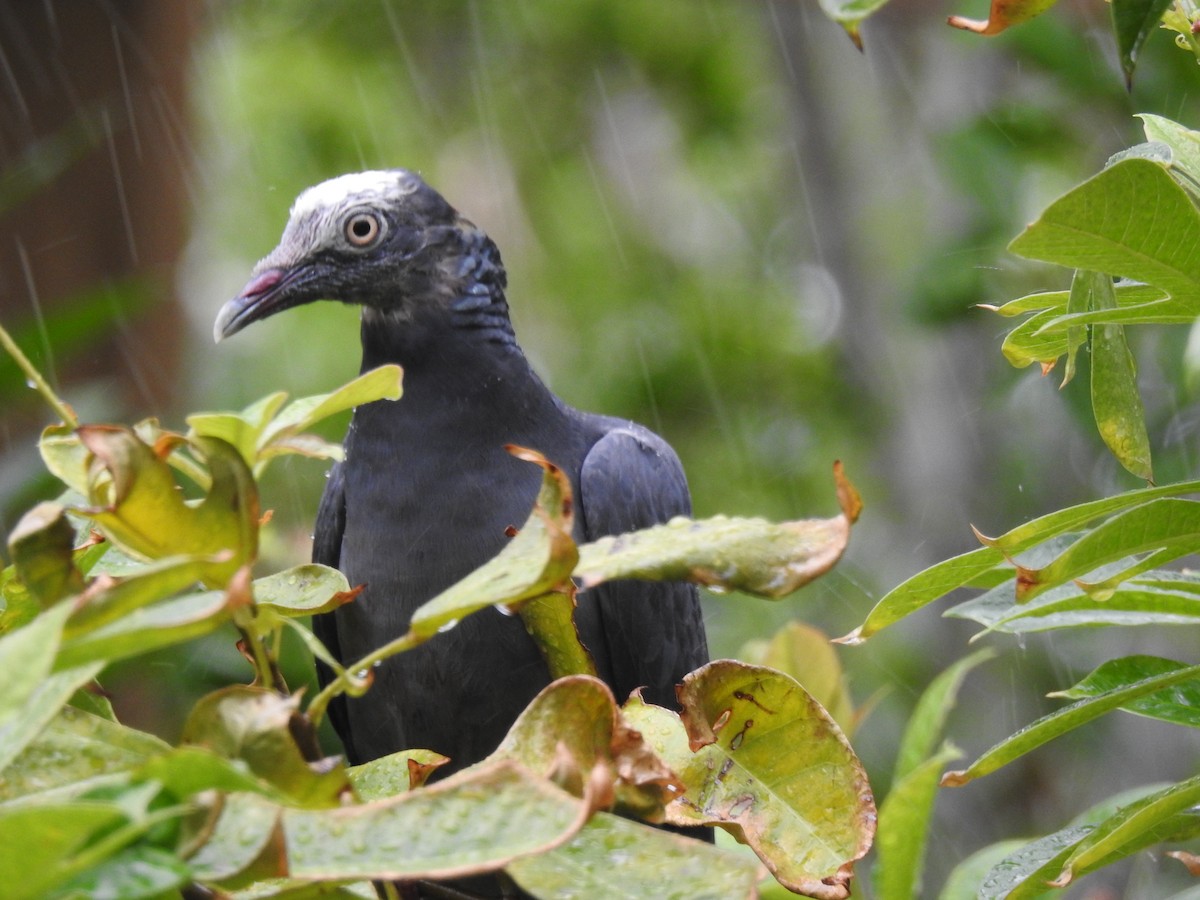 White-crowned Pigeon - ML178230341