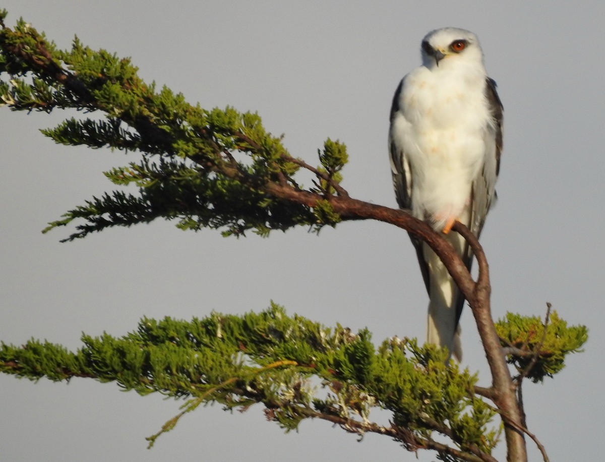 White-tailed Kite - ML178230401