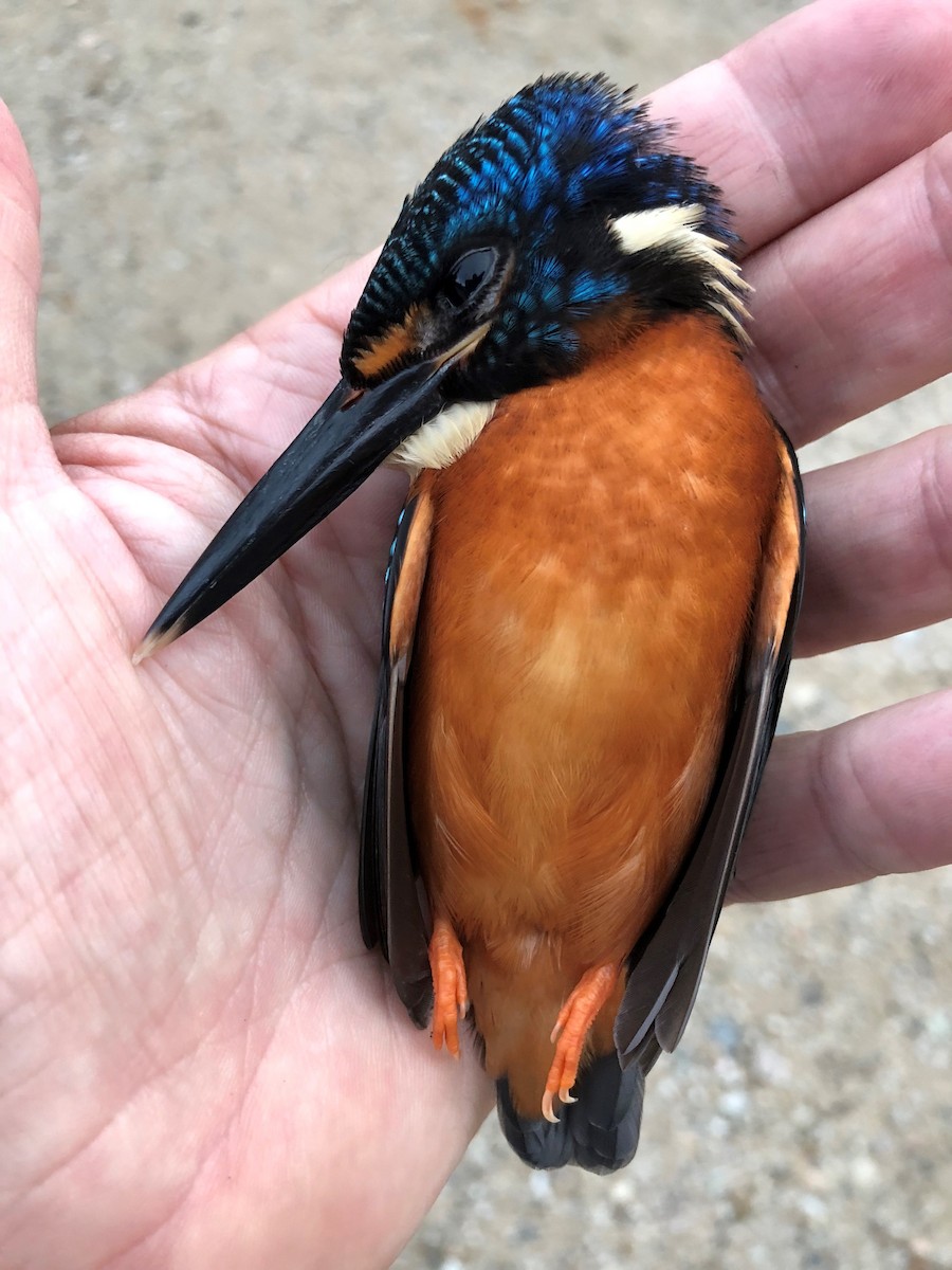 Blue-eared Kingfisher - Jens Toettrup
