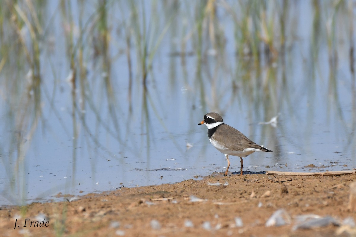 Common Ringed Plover - ML178234031