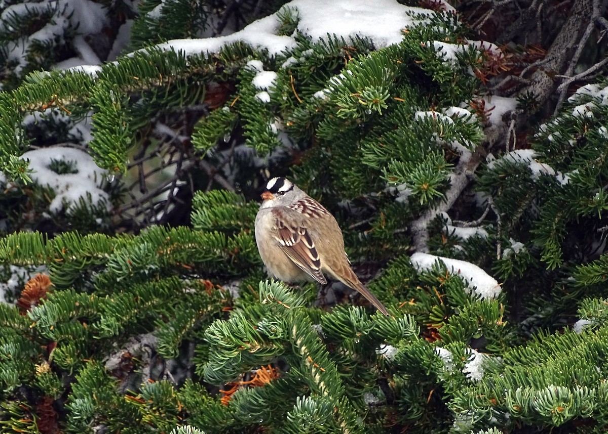White-crowned Sparrow - ML178239141