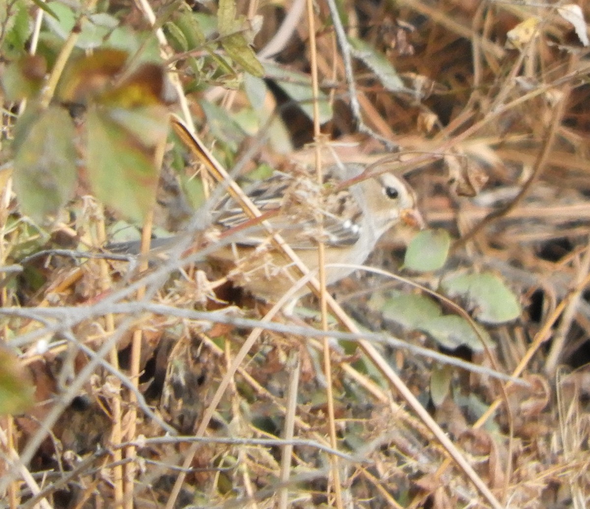 White-crowned Sparrow - ML178239581