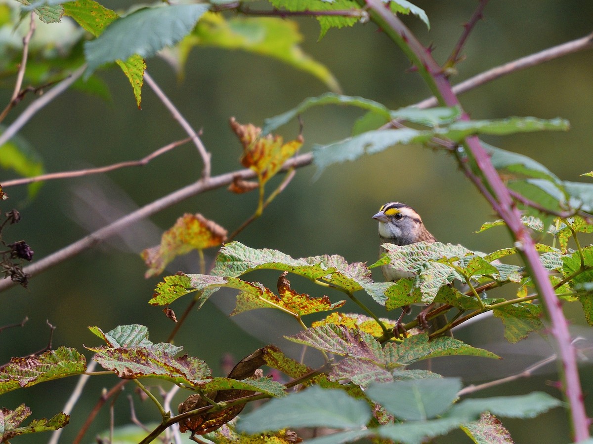 White-throated Sparrow - ML178240351