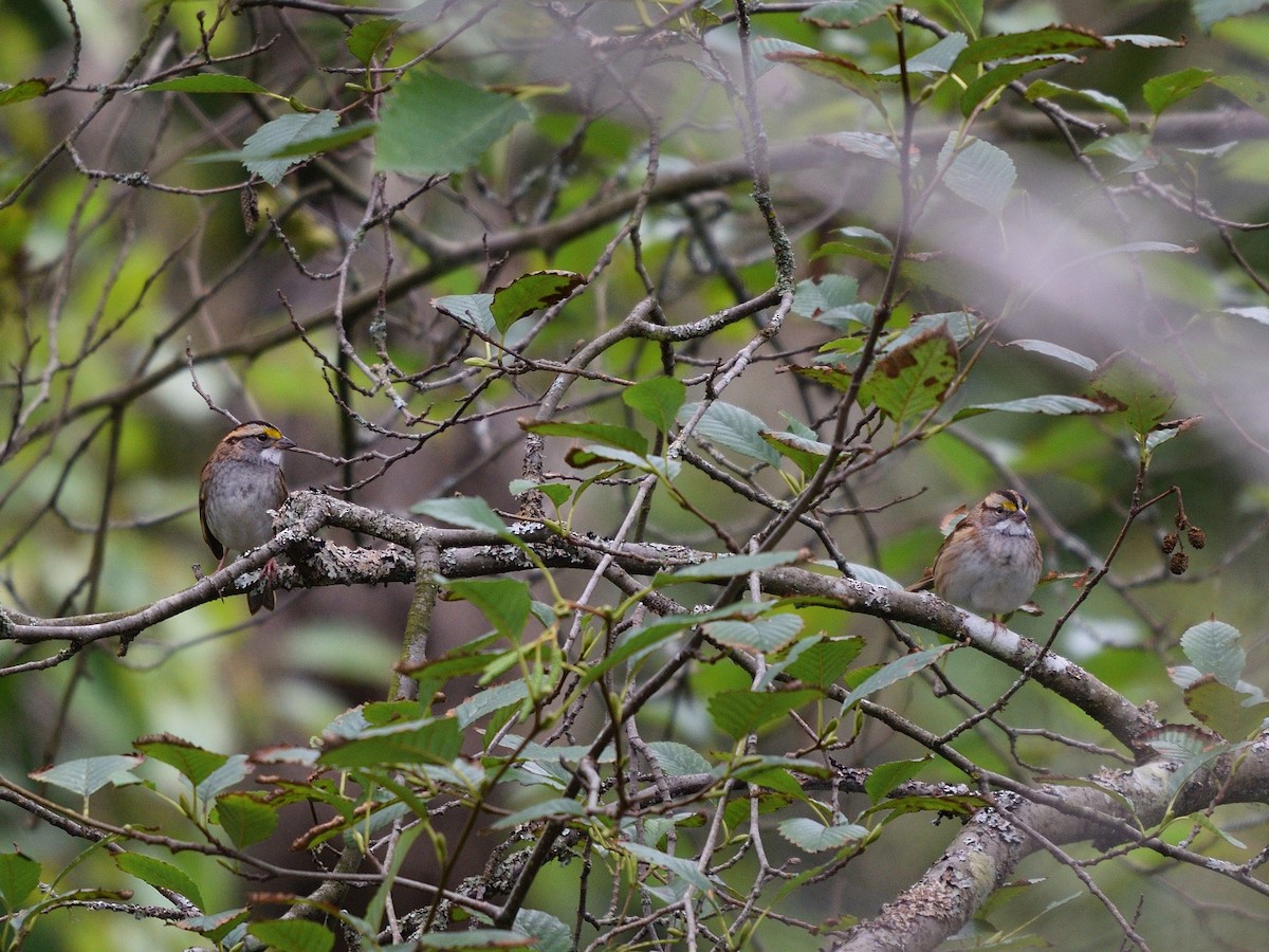 White-throated Sparrow - ML178240381