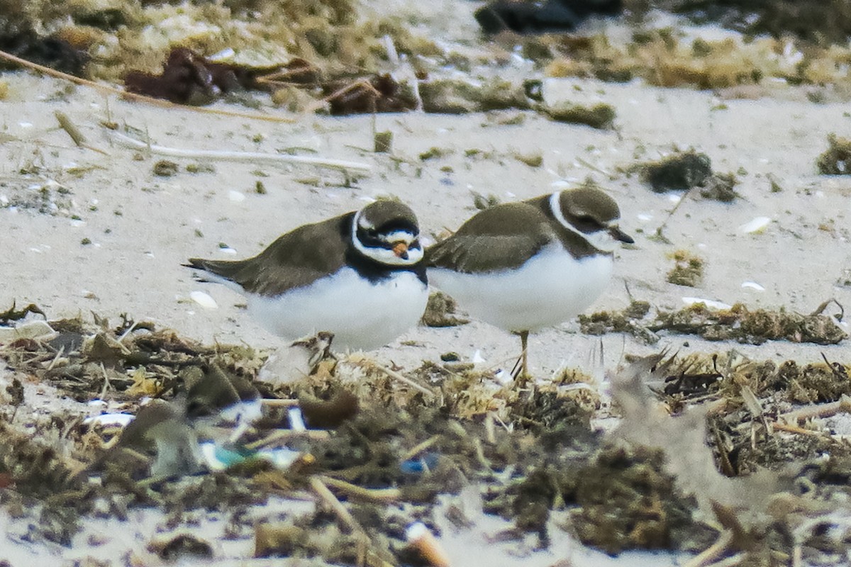 Common Ringed Plover - ML178242501