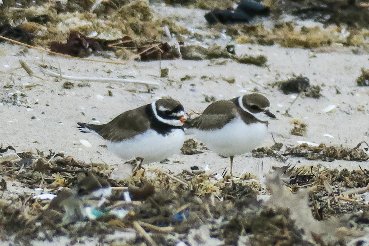 Common Ringed Plover - ML178242521