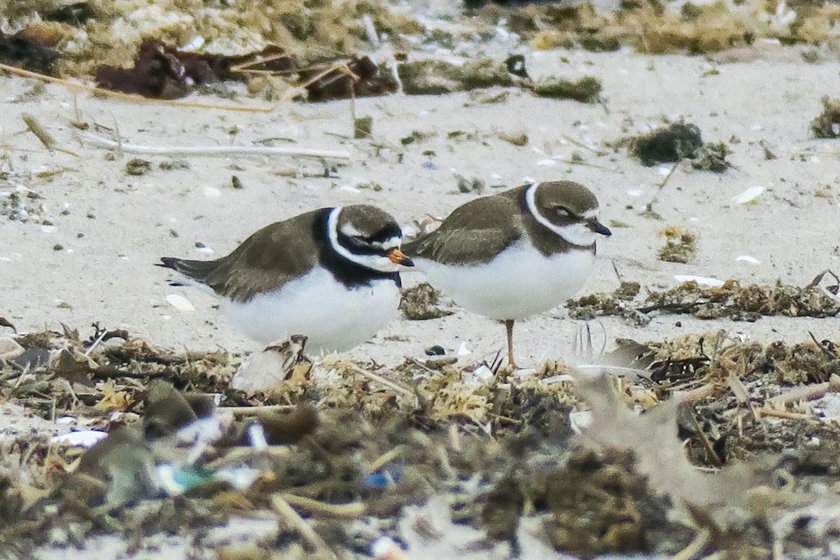 Common Ringed Plover - ML178242561