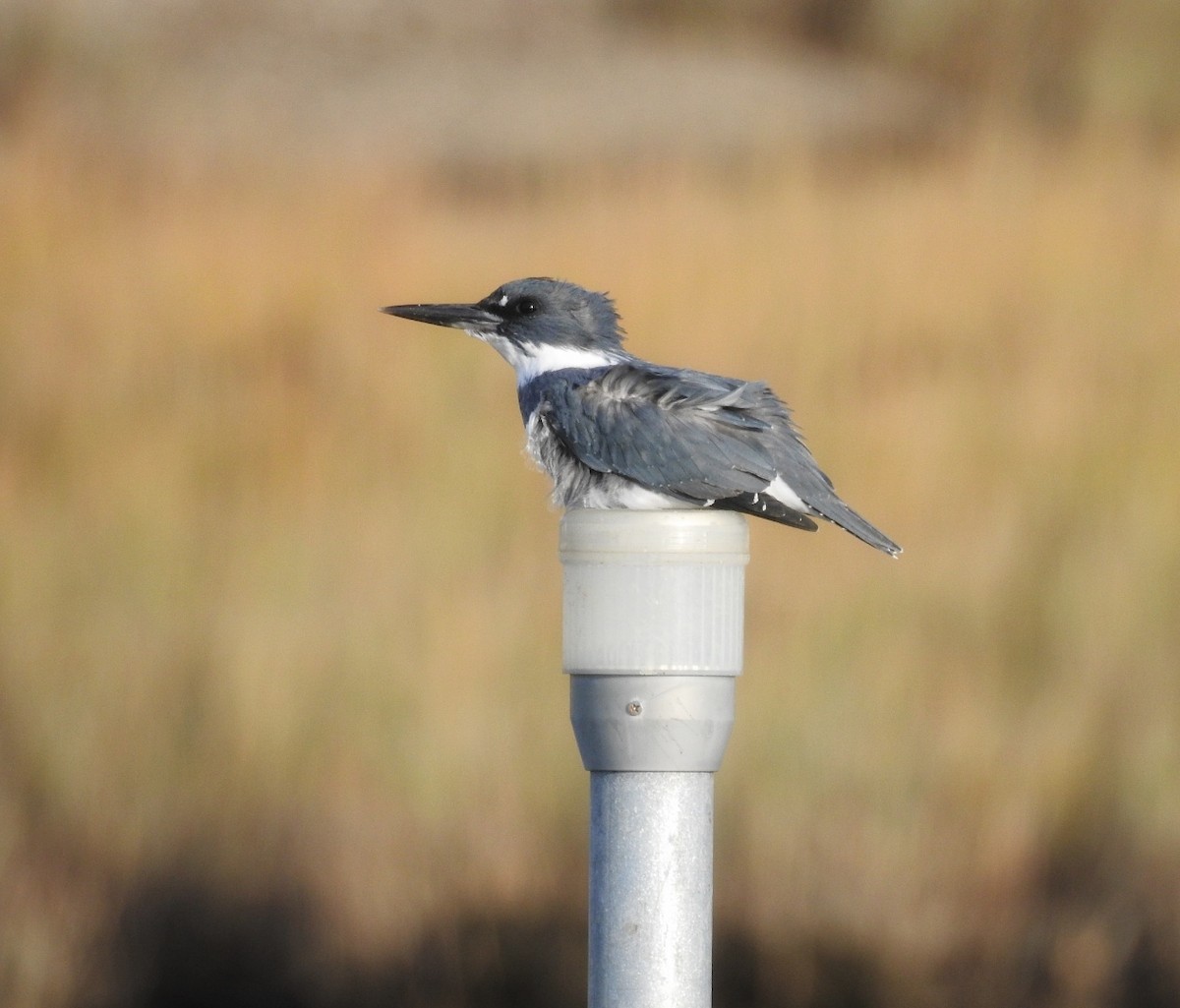 Belted Kingfisher - ML178246561