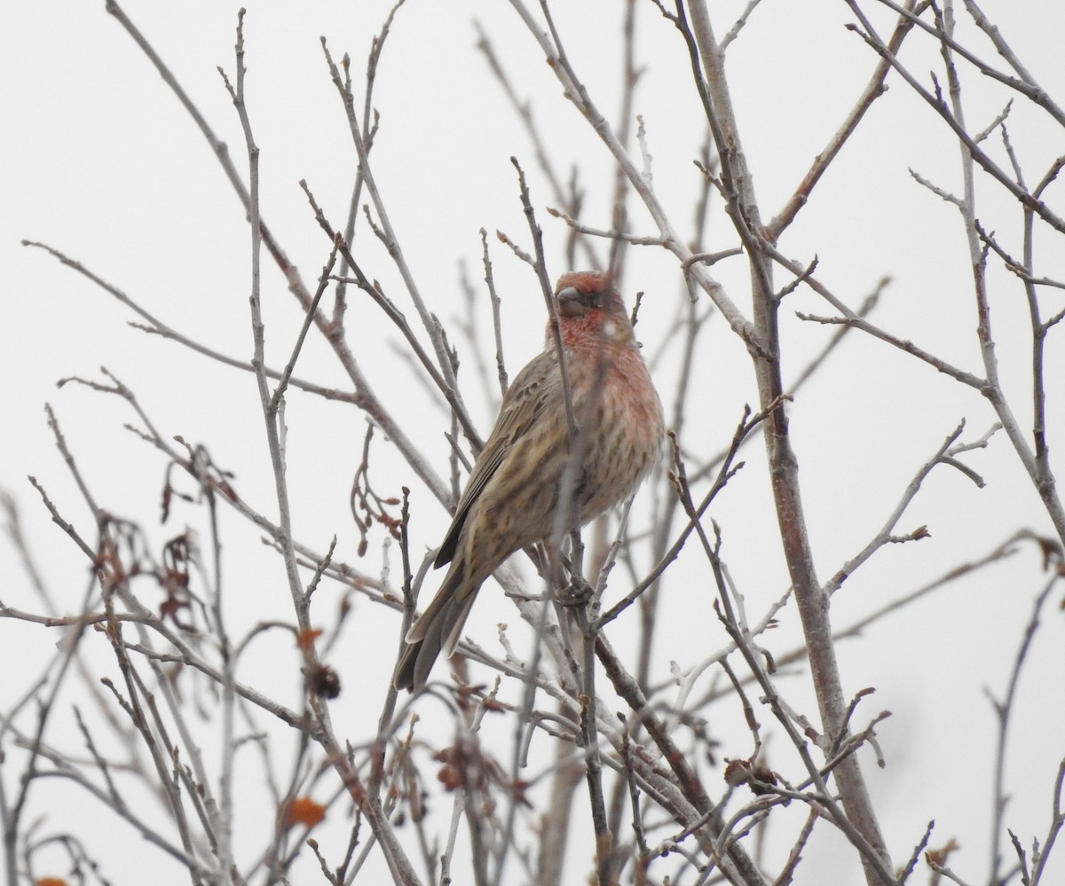 House Finch - Shane Sater