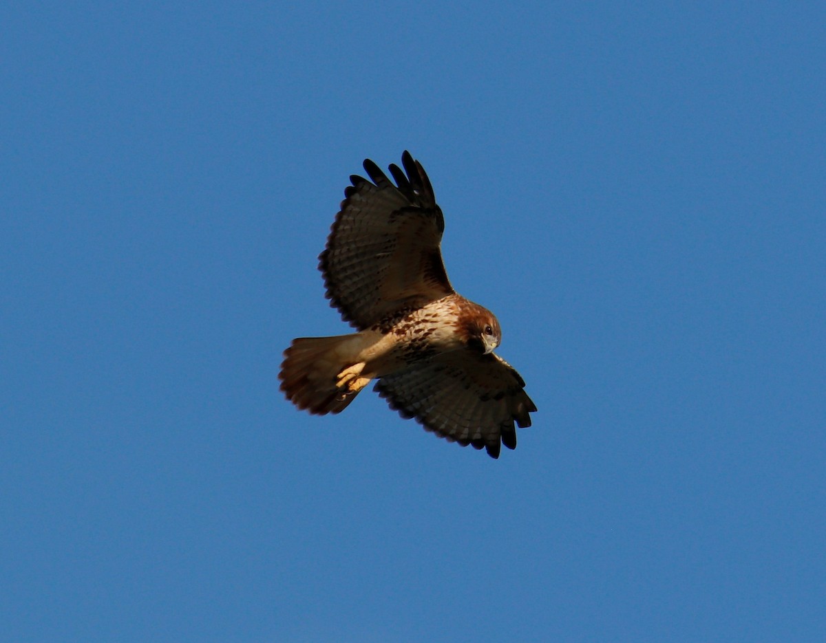Red-tailed Hawk - George Keller