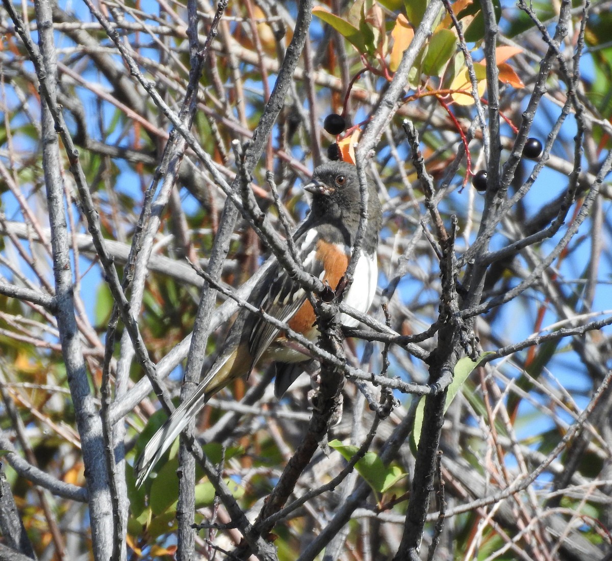 Spotted Towhee - Shane Sater
