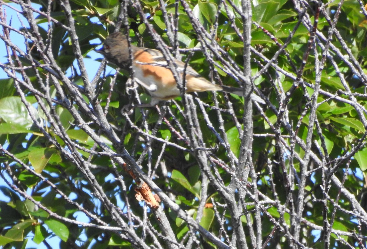 Spotted Towhee - ML178248781