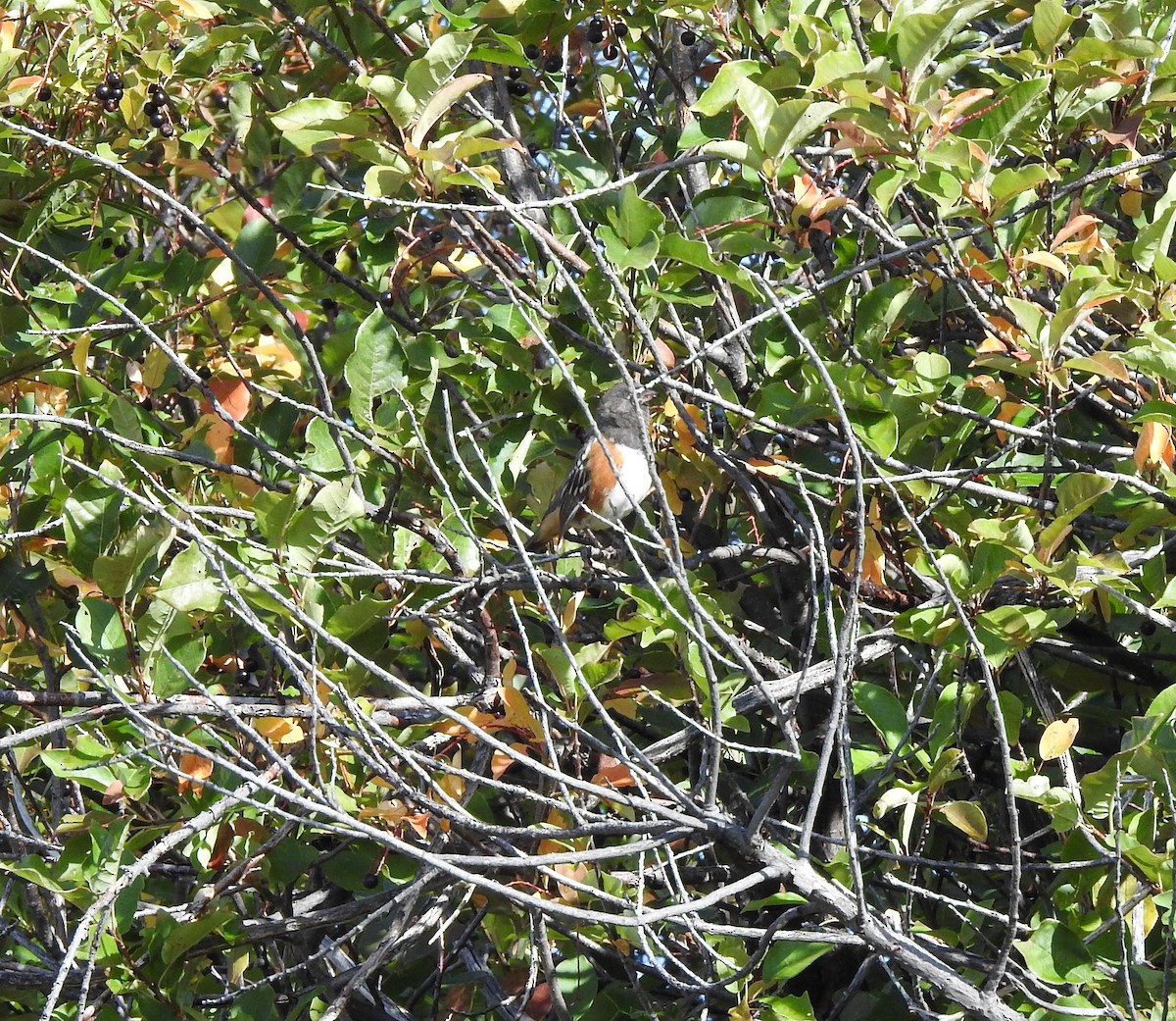 Spotted Towhee - ML178248821