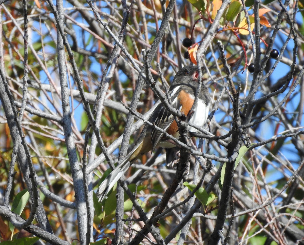 Spotted Towhee - ML178248841