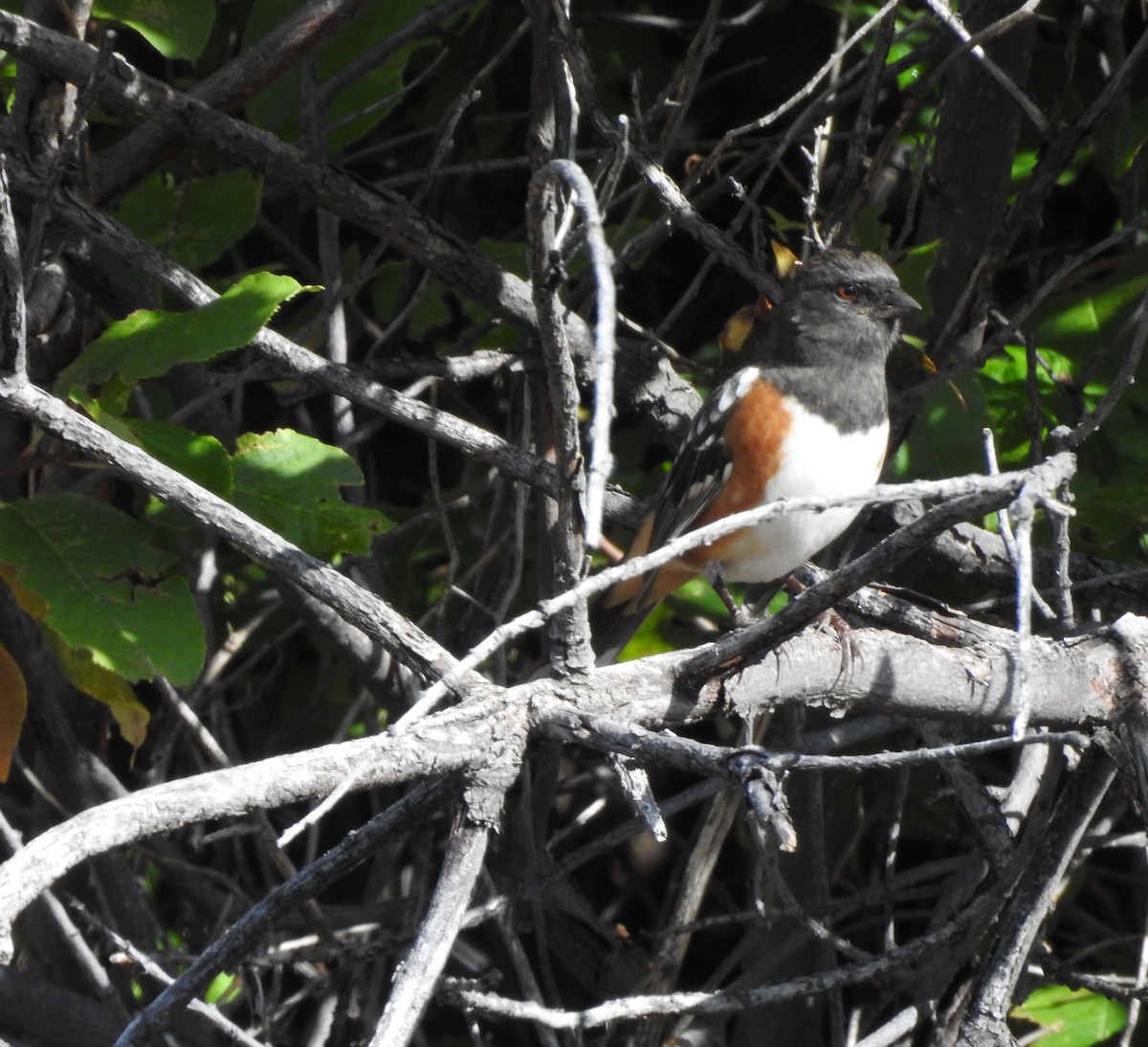 Spotted Towhee - ML178248871