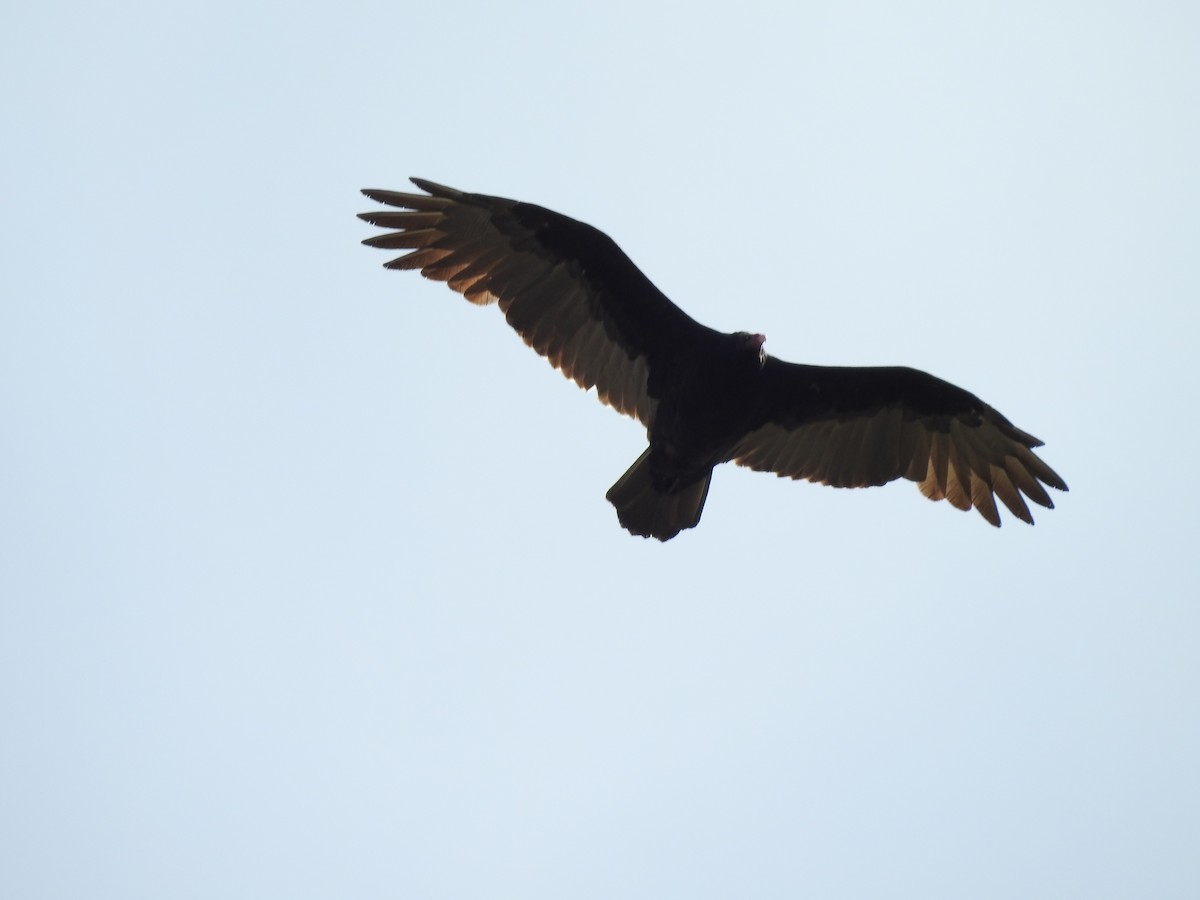 Turkey Vulture - ML178249051