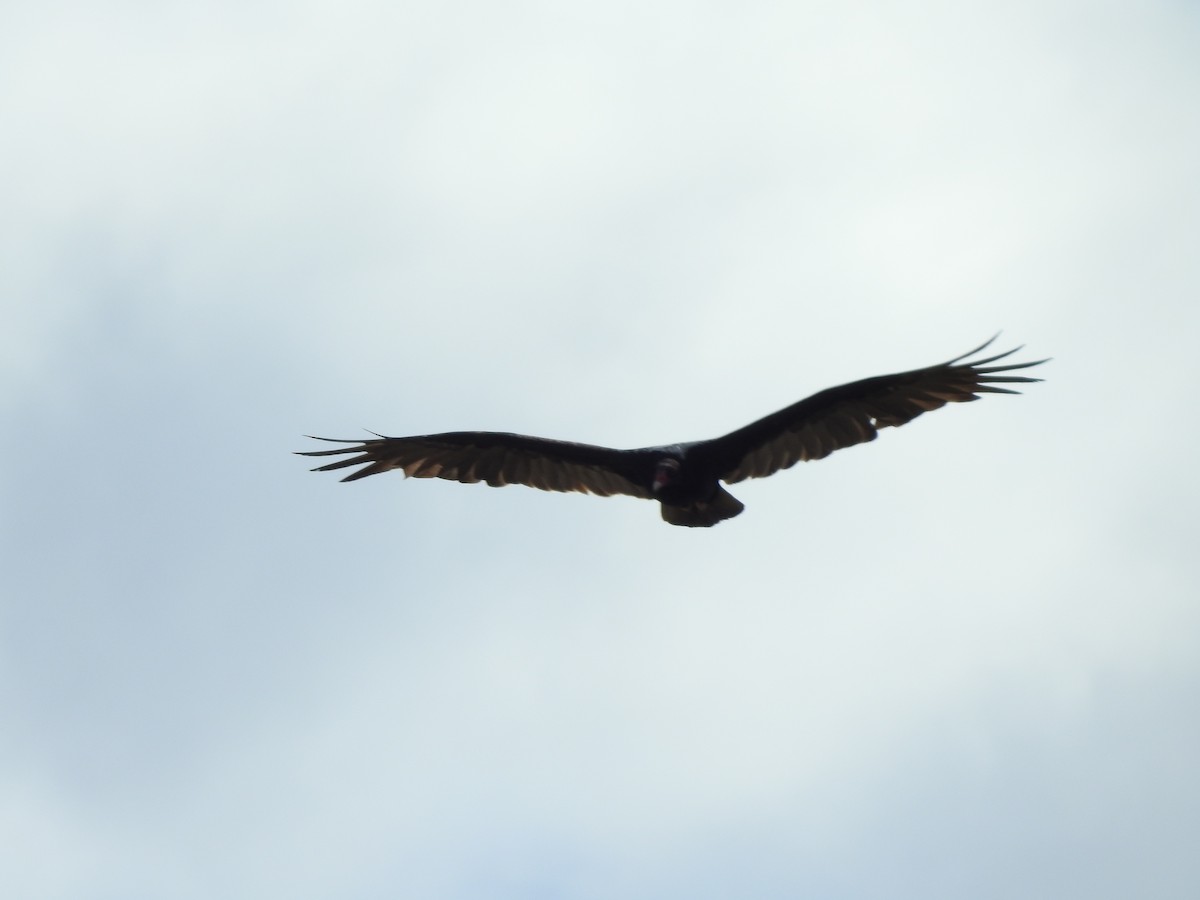Turkey Vulture - ML178249061